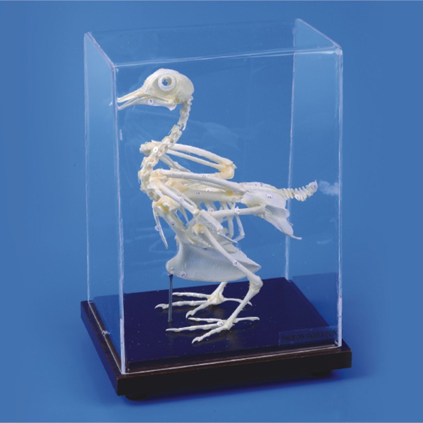 Pigeon Skeleton