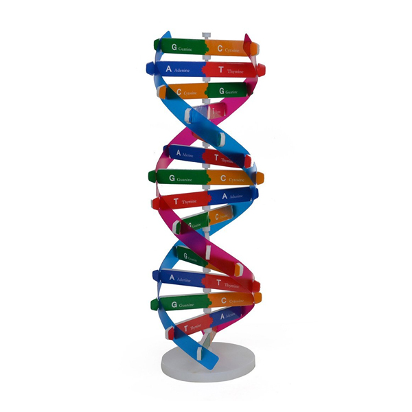 DNA Activity Model