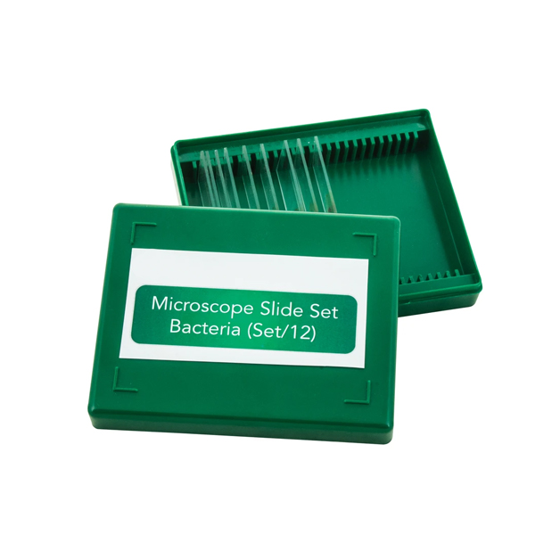Bacteria slide Set of 12