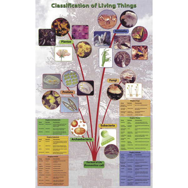 Classification of Living Things Poster