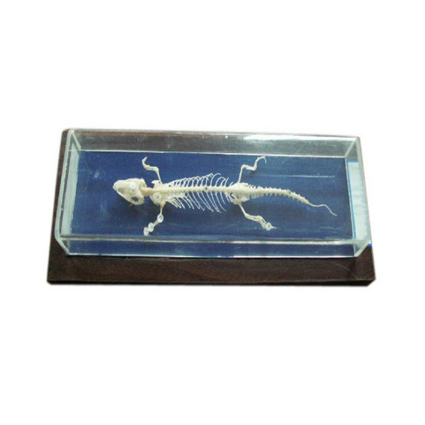 Lizard Skeleton