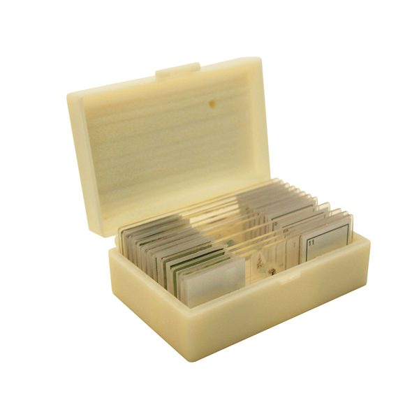 Basic Botany Slide (Set of 25)