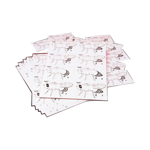 Fruit fly Genetics Kit