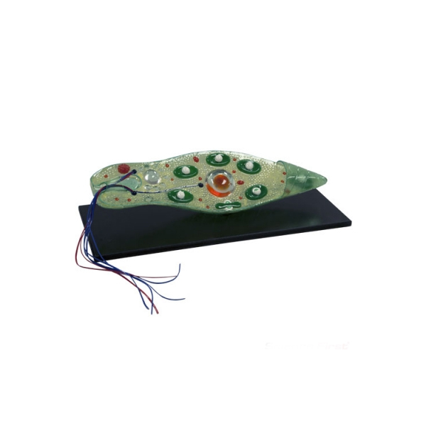 Euglena Model