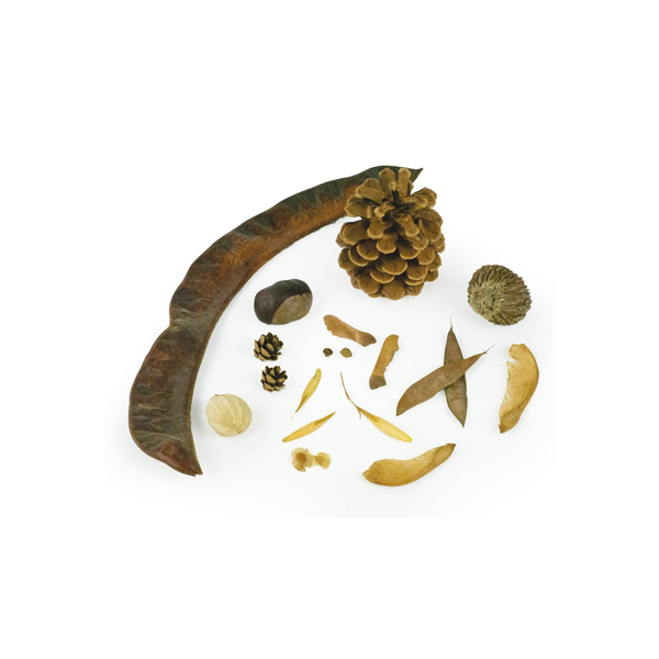 Seed Identification Kit