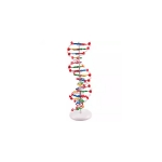 Medical DNA Model