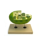 Chloroplast Model